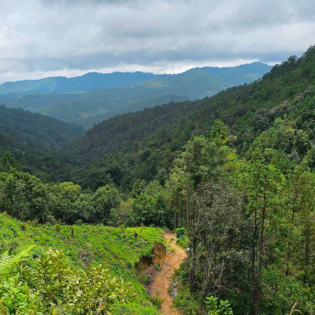 MyColores: Sierra Sur in the southern mountains of Oaxaca, MX <BR> August 15-23, 2024 <BR>Hosted by The Fungivore